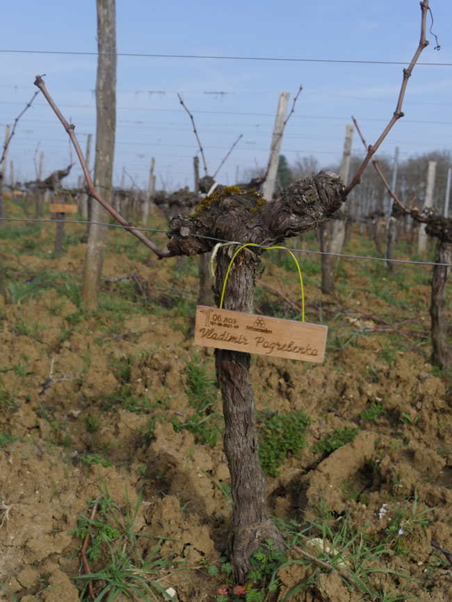 Виноградник на урожай